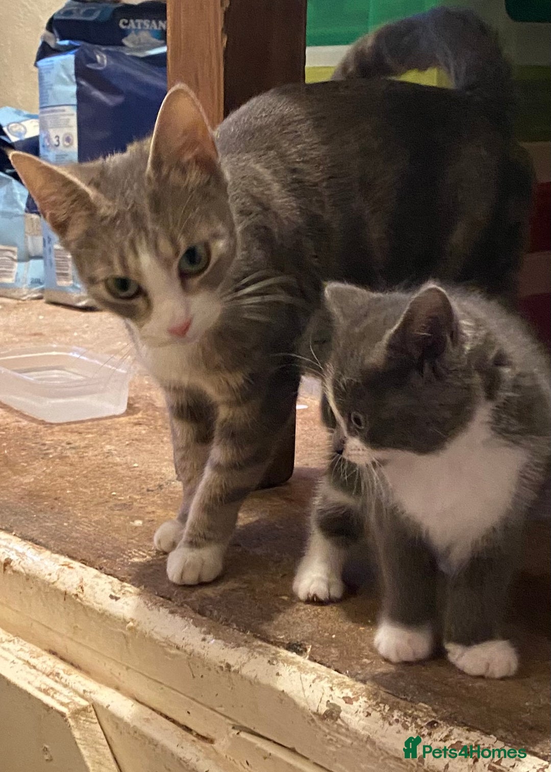 Mixed Breed cats for sale: Stunning part Siamese kittens ready now - Advert 3