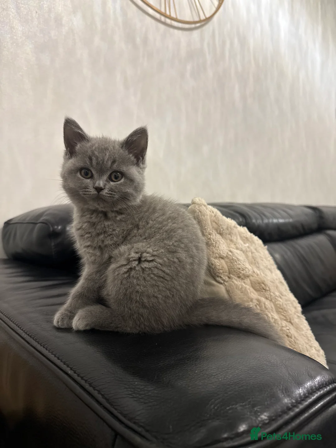 British Shorthair cats for sale: 3 month old british short hair pure breed - Advert 4