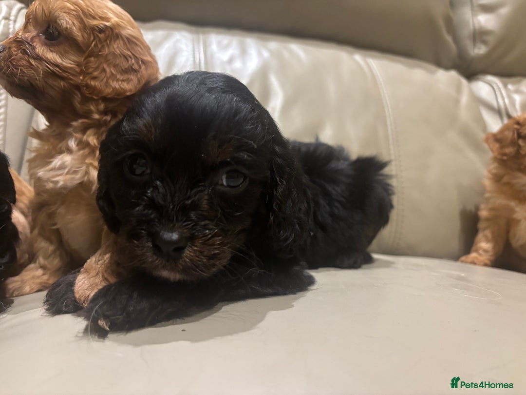 Cavapoo dogs for sale: Beautiful cavapoos  - Advert 6