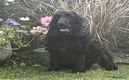 Cocker Spaniel dogs for sale: Gorgeous show type cocker spaniels - Image 5
