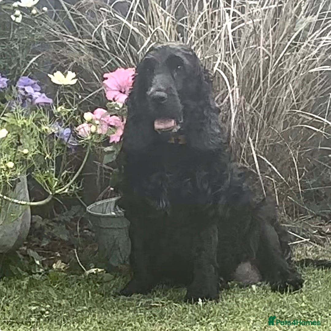 Cocker Spaniel dogs for sale: Gorgeous show type cocker spaniels - Image 5