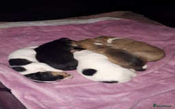 Jack Russell dogs for sale: Jack Russell puppies - Image 4