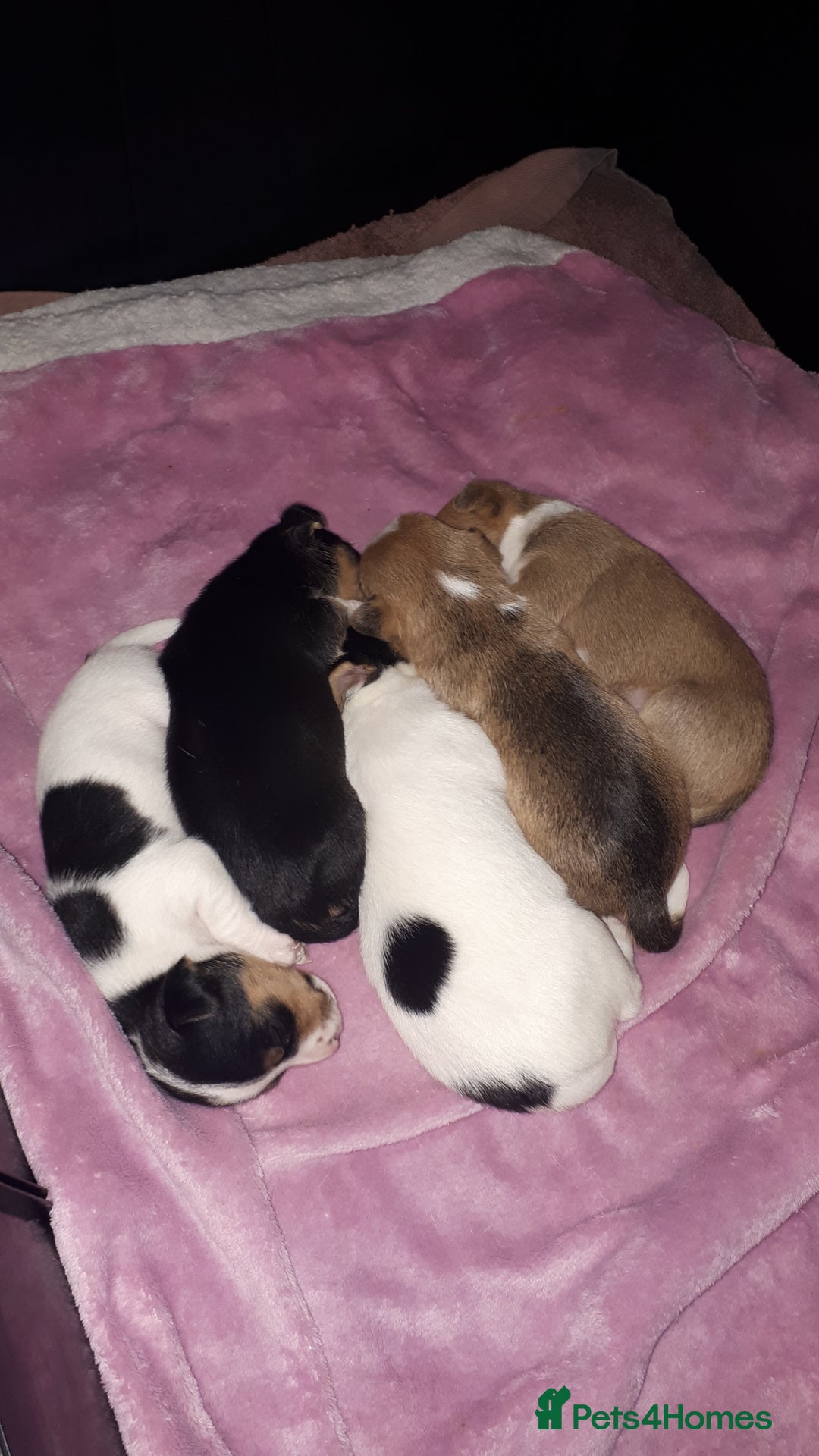 Jack Russell dogs for sale: Jack Russell puppies - Image 4