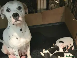 Mixed Breed dogs 5 Beautiful British cross American Staff pups - Advert 6