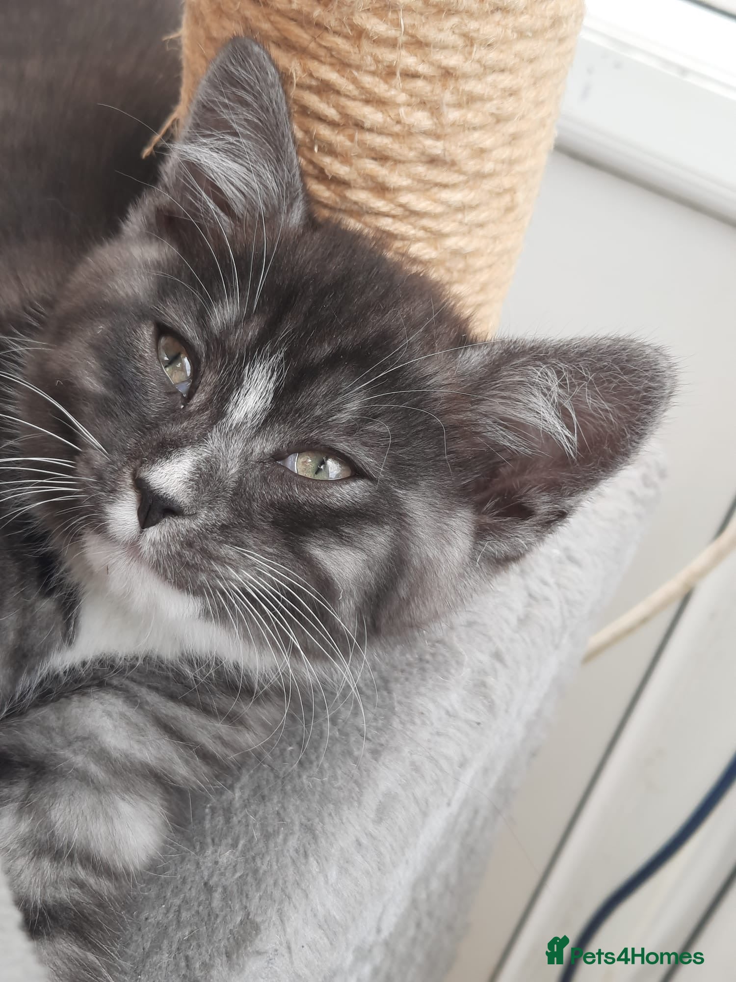 Mixed Breed cats Tiger needs a loving home - Advert 1