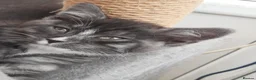 Mixed Breed cats for sale: Tiger needs a loving home - Advert 1