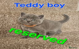 British Shorthair cats for sale: British shorthair kittens , ONLY 1 BOYS LEFT!!! - Image 6