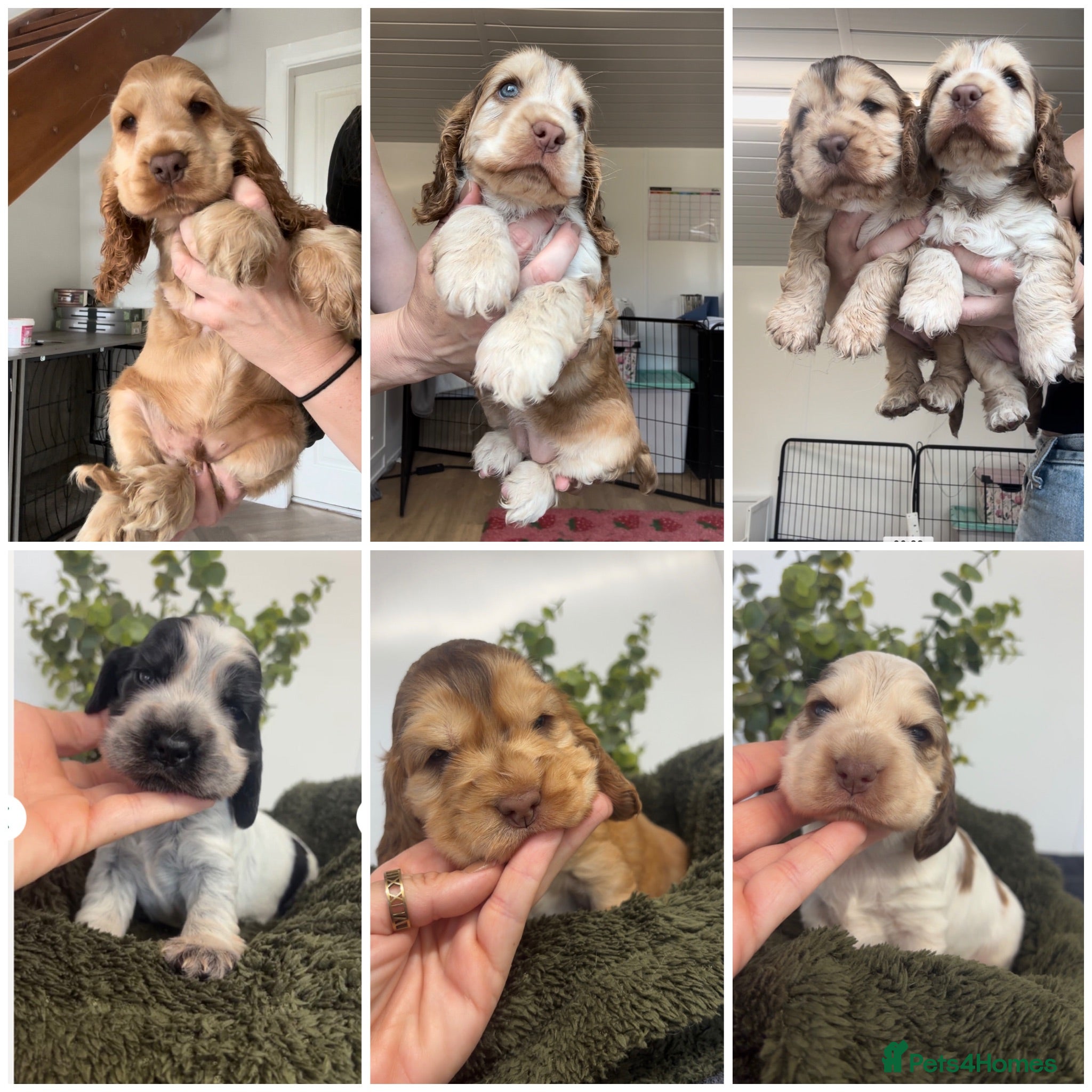 Cocker Spaniel dogs REDUCED READY NOW 🤎 KC Reg Sable Show cocker - Advert 2