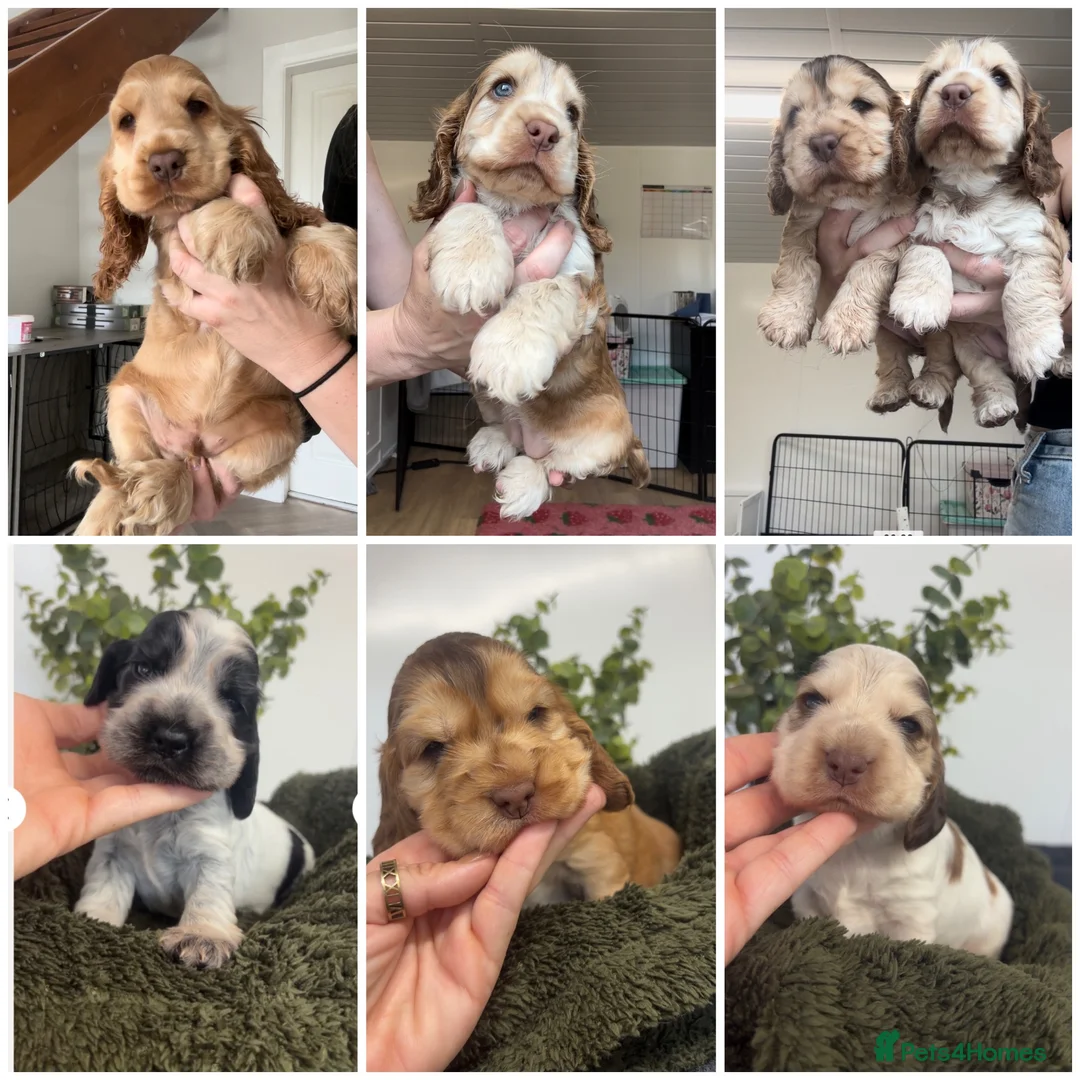 Cocker Spaniel dogs for sale: REDUCED READY NOW 🤎 KC Reg Sable Show cocker - Advert 2