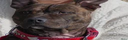 Mixed Breed dogs for sale: Highly trained and loving temperament  in Blackpool - Advert 2