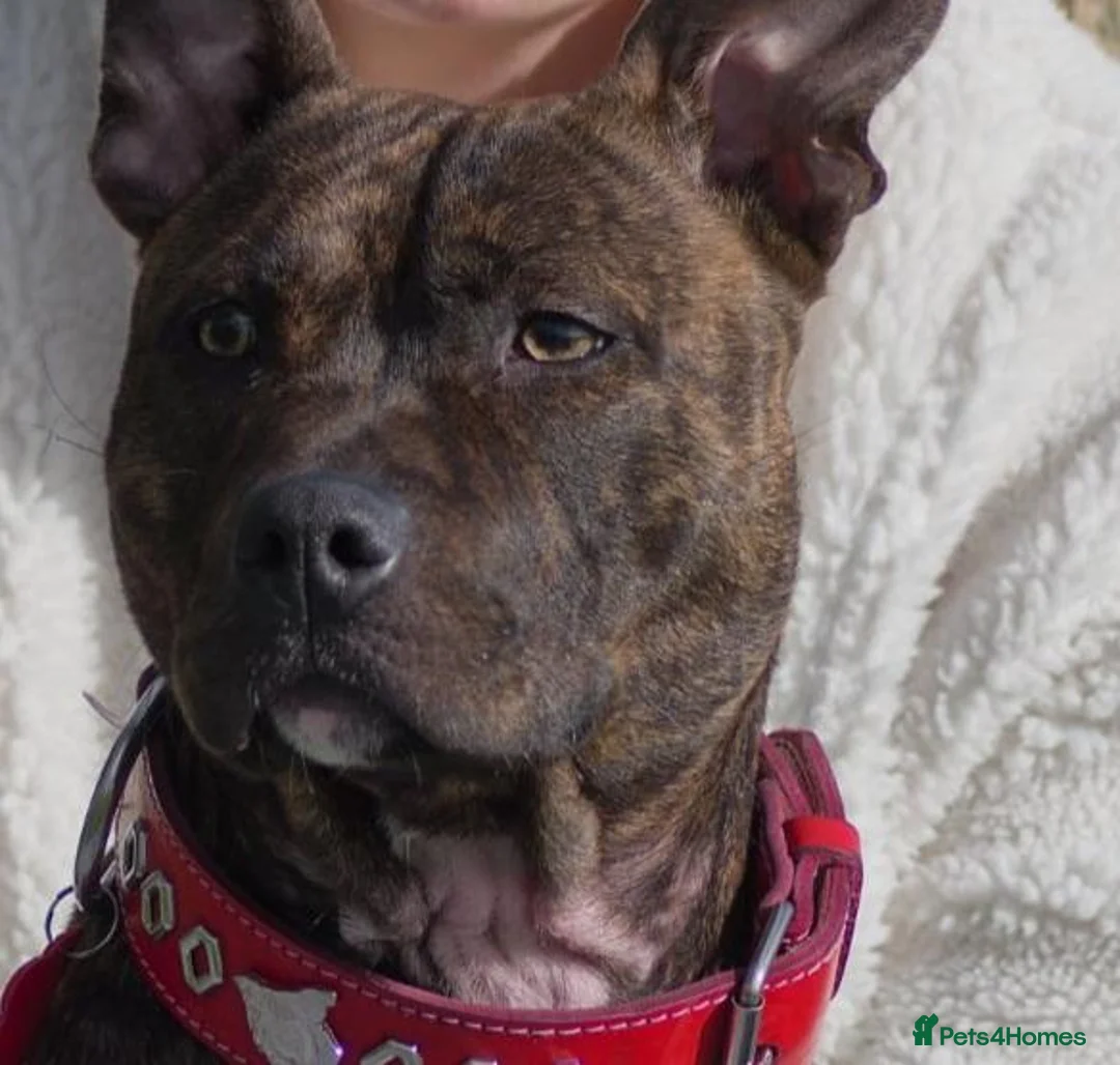 Mixed Breed dogs for sale: Highly trained and loving temperament  in Blackpool - Advert 2