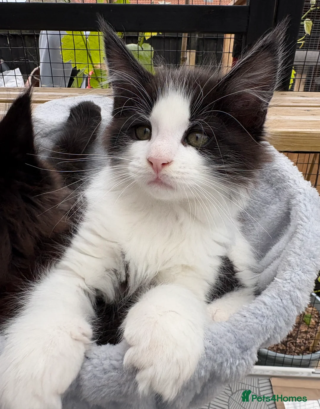 Maine Coon cats for sale: Stunning Maine Coon Kittens  - Advert 1