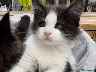 Maine Coon cats for sale: Stunning Maine Coon Kittens - Advert 1