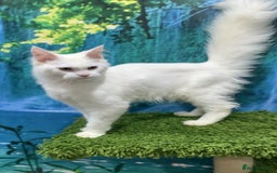 Maine Coon cats for sale: White Maine coon girl spayed TICA registered  - Image 6