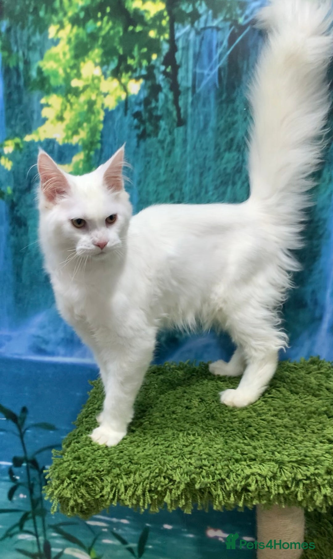 Maine Coon cats for sale: White Maine coon girl spayed TICA registered  - Image 6