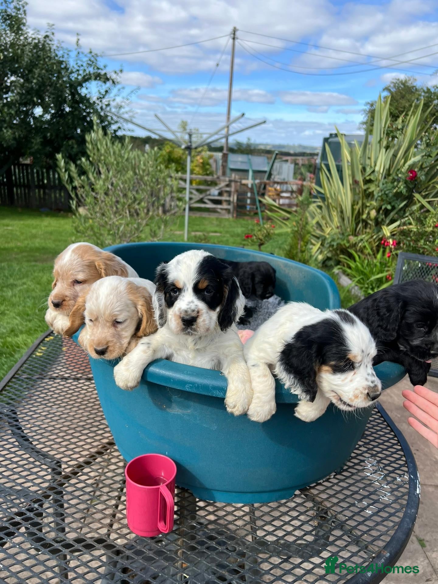 Cocker Spaniel dogs Working Cocker x Clumber Spaniel Puppiess - Advert 1