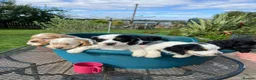 Cocker Spaniel dogs for sale: Working Cocker x Clumber Spaniel Puppiess - Advert 1