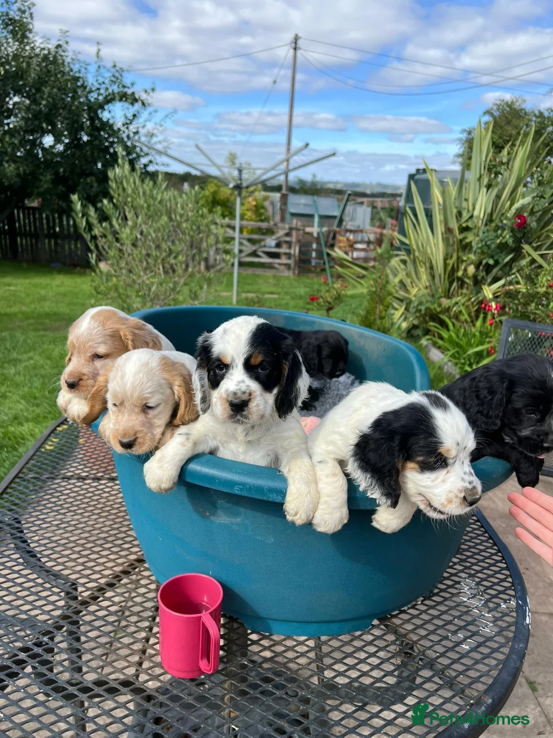 Cocker Spaniel dogs for sale: Working Cocker x Clumber Spaniel Puppiess - Advert 1