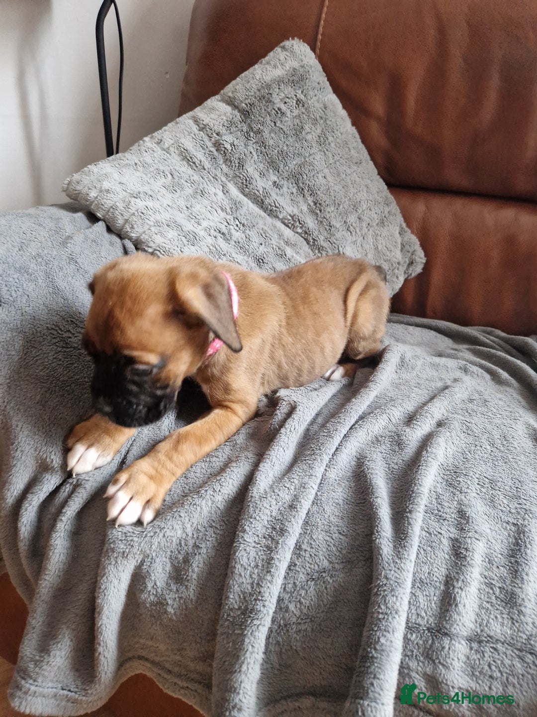 Boxer dogs for sale: FINAL PUP (PINK), READY TO GO KC reg bobtail boxer - Advert 19