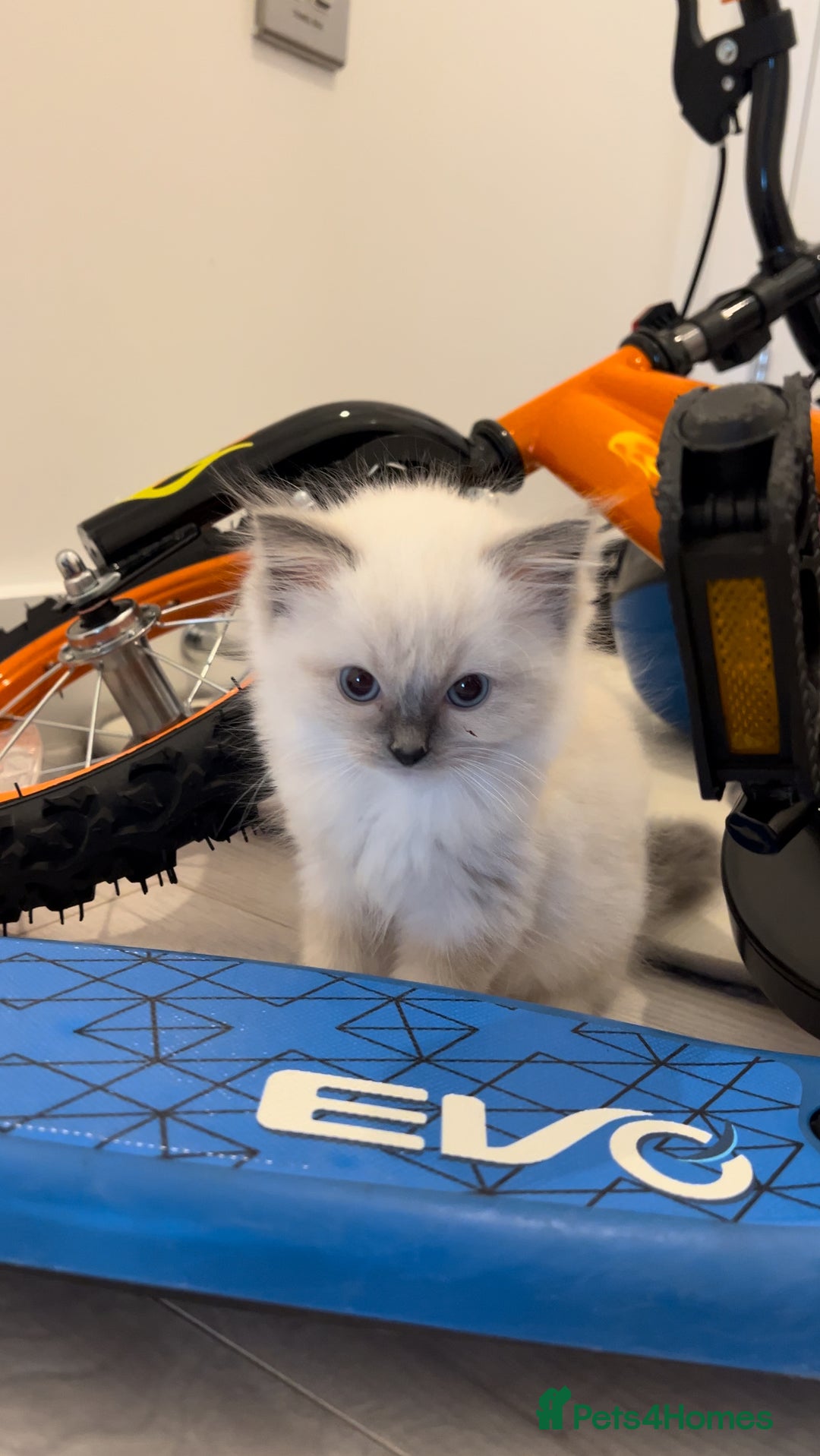 Ragdoll cats for sale: TICA RAGDOLL KITTENS GR EUR CHAMPION BLOODLINE🏆🏆 - Image 8
