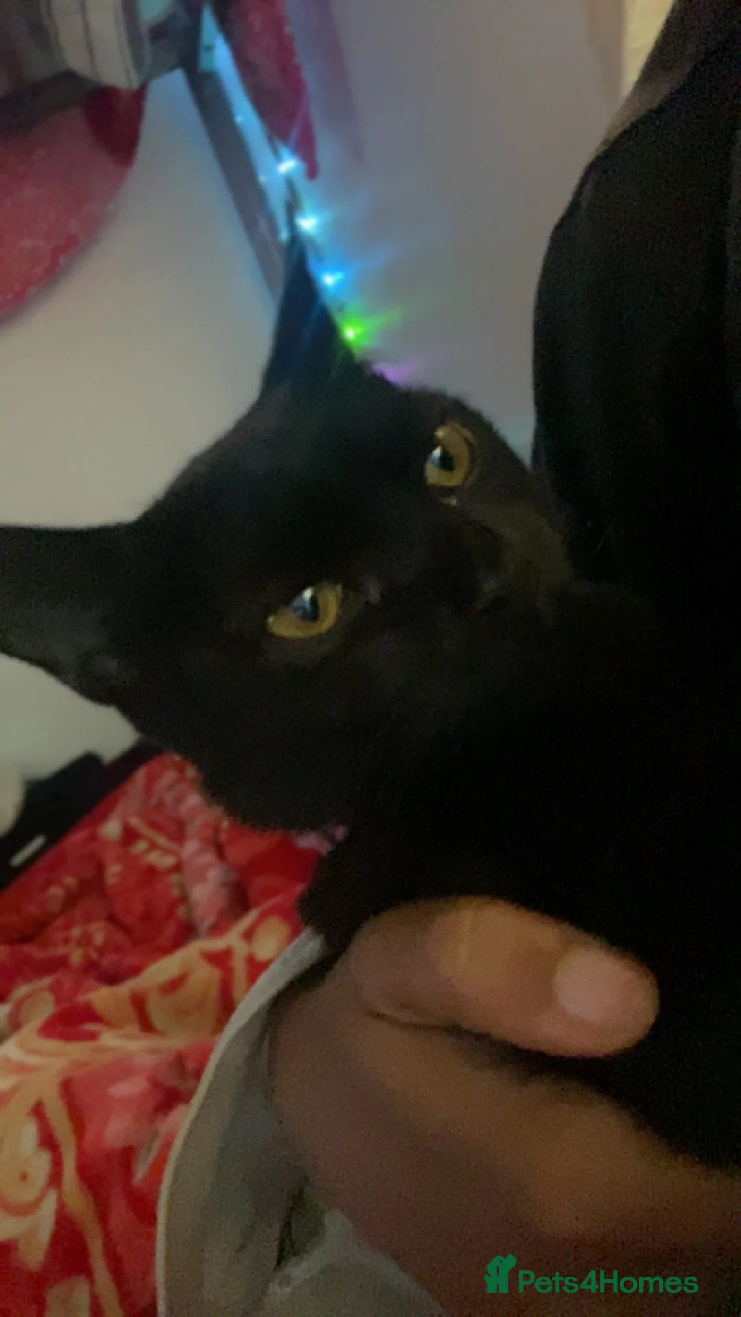 Domestic Shorthair cats for sale: She’s looking for new home and attention  in London - Advert 3