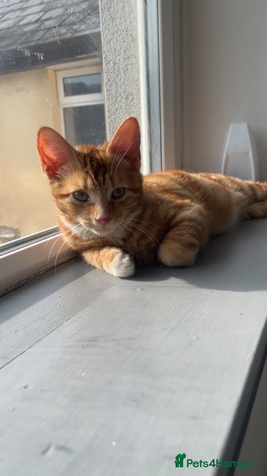 Mixed Breed cats for sale: Kitten in Newport - Advert 1
