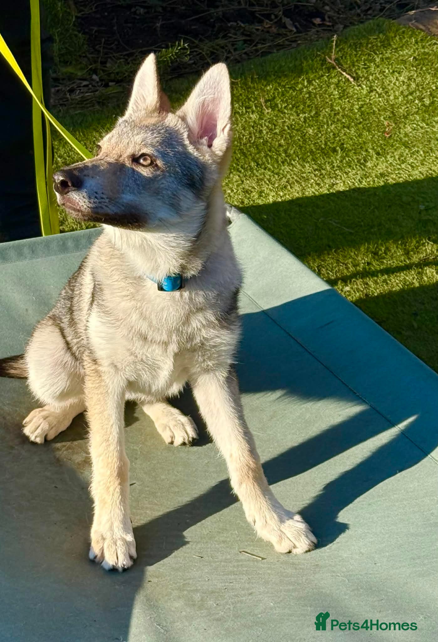 Saarloos Wolfdog dogs READY NOW Czechoslovakian wolfdog - Advert 1