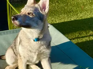 Saarloos Wolfdog dogs READY NOW Czechoslovakian wolfdog - Advert 2