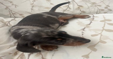 Dachshund dogs - Advert 4