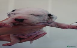 Dalmatian dogs for sale: Looking for 5* homes   - Image 12