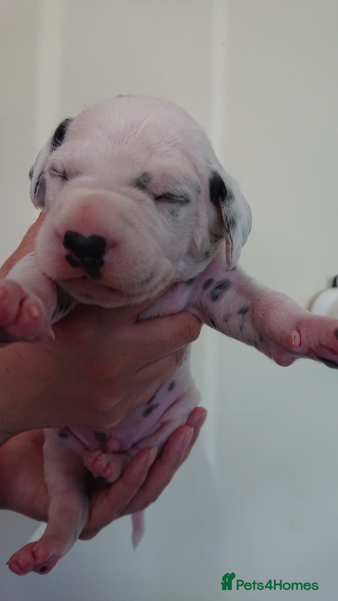 Dalmatian dogs for sale: Looking for 5* homes   - Image 12