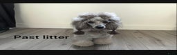 Toy Poodle dogs for stud: Fully health tested and Kc toy poodle stud in Blackburn - Advert 7
