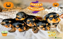 Yorkshire Terrier dogs for sale: Yorkshire terrier puppies - Image 5