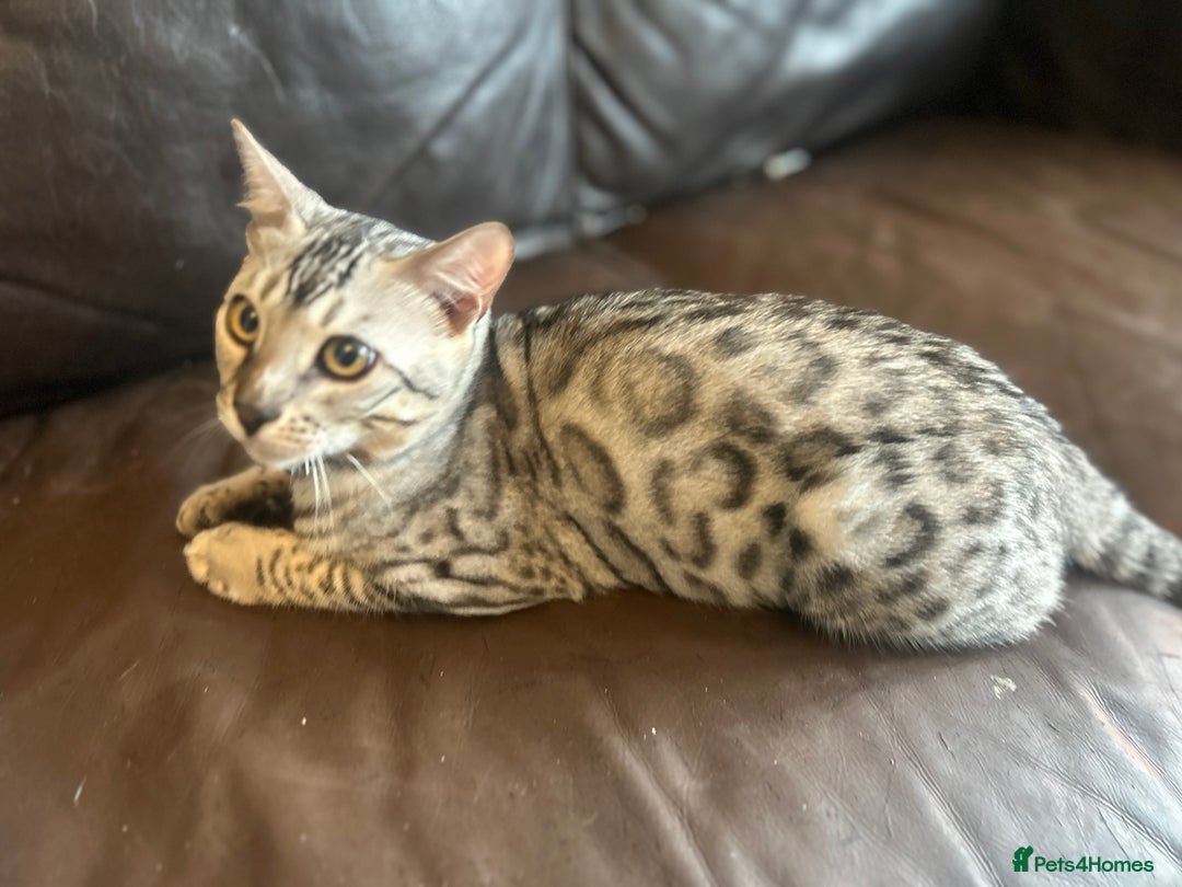 Bengal cats for sale: Unbelievably friendly TICA reg kittens  - Image 39