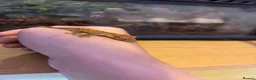 Gecko reptiles for sale: baby crested geckos  in Thetford - Advert 5