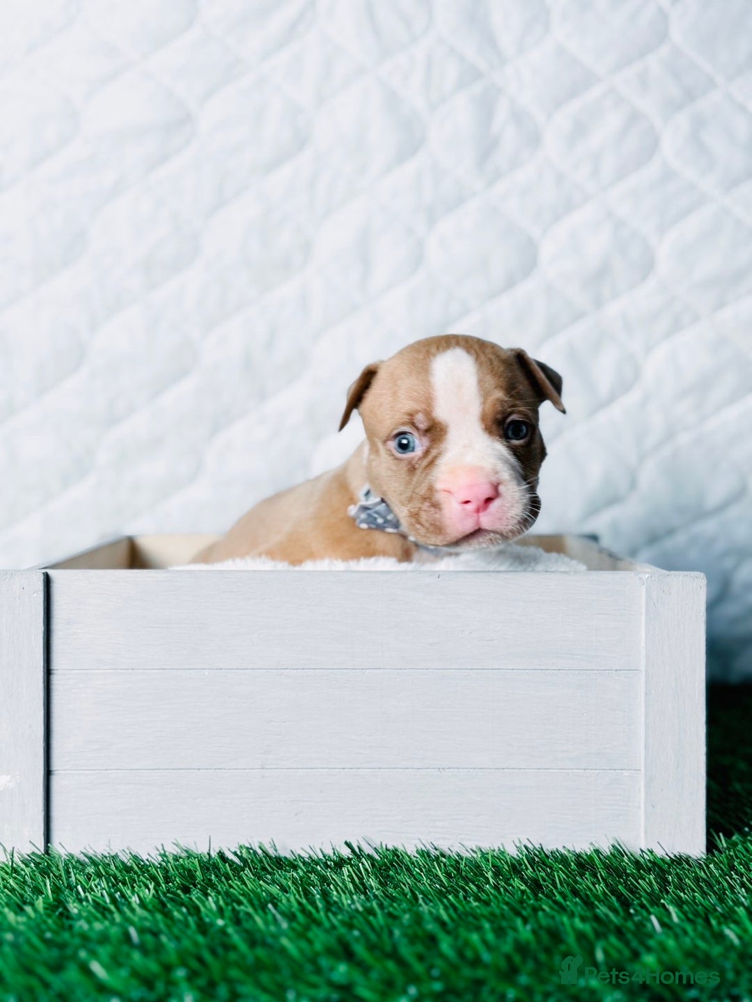 American Bully dogs for sale:  Bully x Staffie pups (2 Boys left) - Advert 30