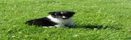 Border Collie dogs for sale: 5 Beautiful Border Collie Puppies  - Advert 36