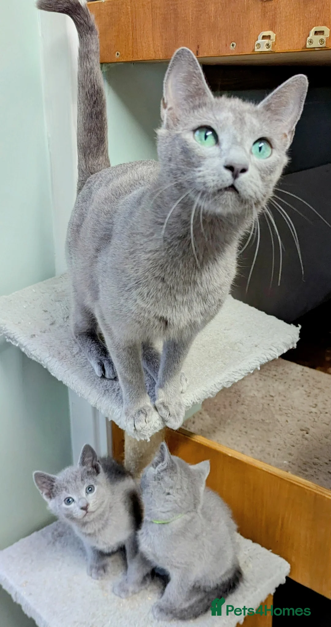 Russian Blue cats for sale: TICA Pedigree kittens  in Barnet - Advert 2