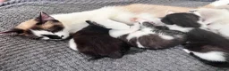 Mixed Breed cats for sale: Gorgeous Snowshoe, Black/White, Black Kittens 🐱 - Advert 21