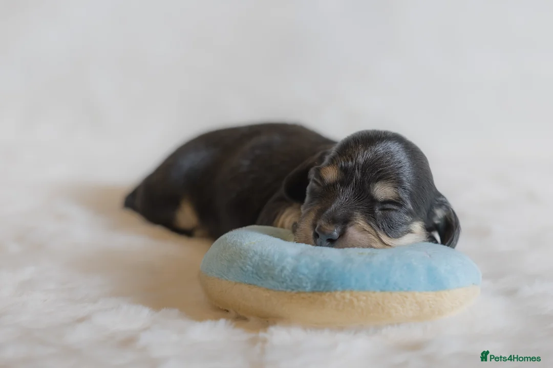 Miniature Dachshund dogs for sale: Exceptional PRA clear Champion miniature L/H dachs - Advert 6