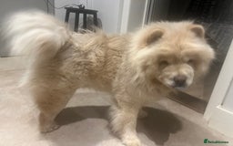 Chow Chow dogs for sale: Teenage friendly Chow - Image 3