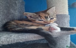 Mixed Breed cats for sale: Male and Female Cats - Image 12