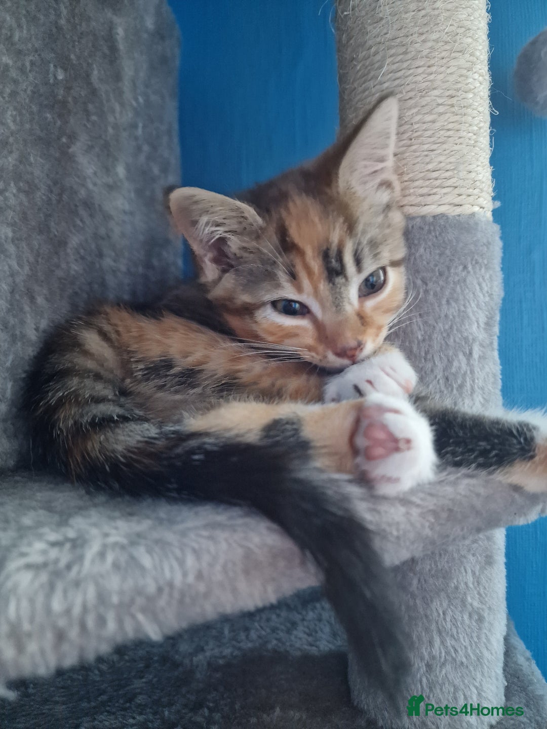 Mixed Breed cats for sale: Male and Female Cats - Image 12