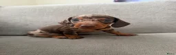 Miniature Dachshund dogs for sale: Stunning Miniature Dachshunds  - Advert 3