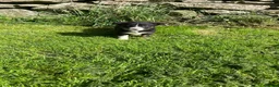 Border Collie dogs for sale: Border collies  - Advert 13