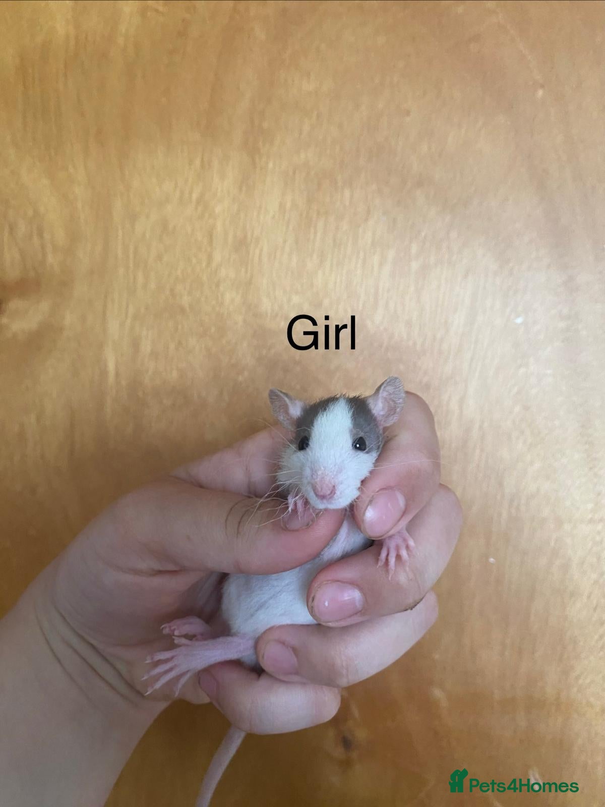 Rat rodents for sale: Mixed sexed baby rats in Chelmsford - Advert 27