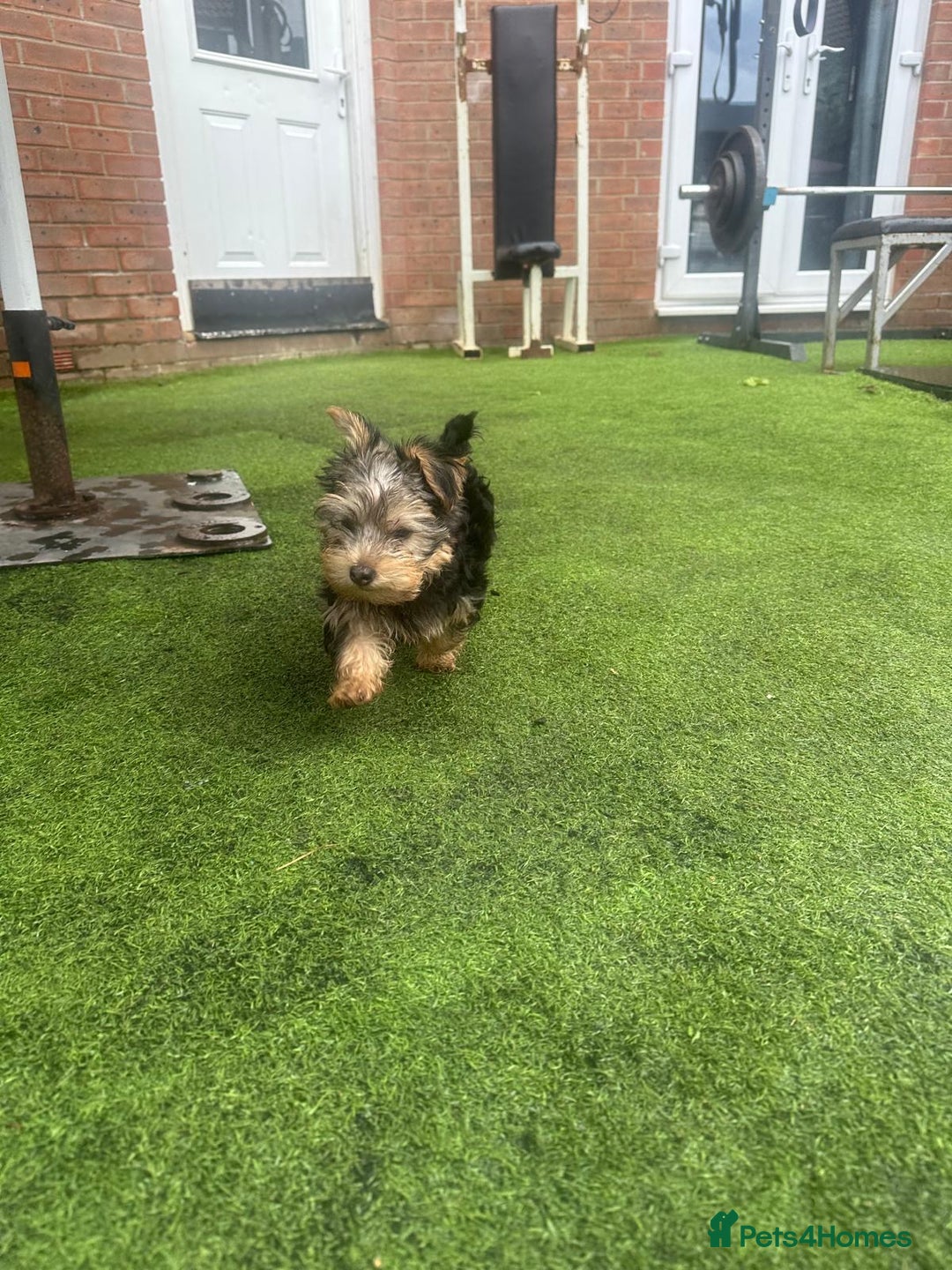 Yorkshire Terrier dogs for sale: Yorkshire terriers 1 boy 3 girls - Advert 26