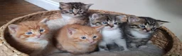 Mixed Breed cats for sale: 5 beautiful fluffy chunky main coon cross kittens - Advert 2