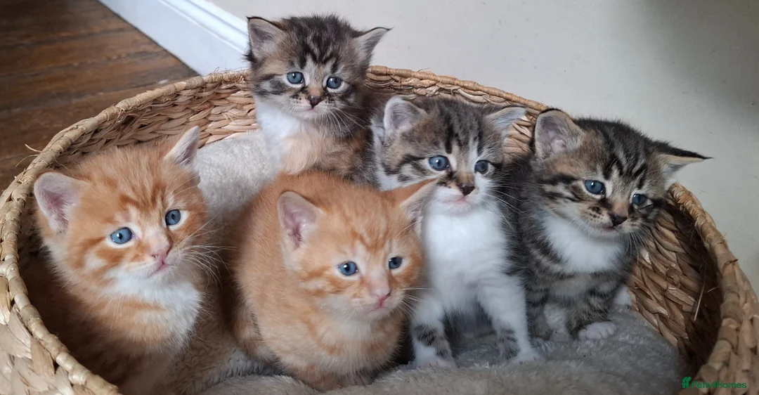 Mixed Breed cats for sale: 5 beautiful fluffy chunky main coon cross kittens - Advert 2
