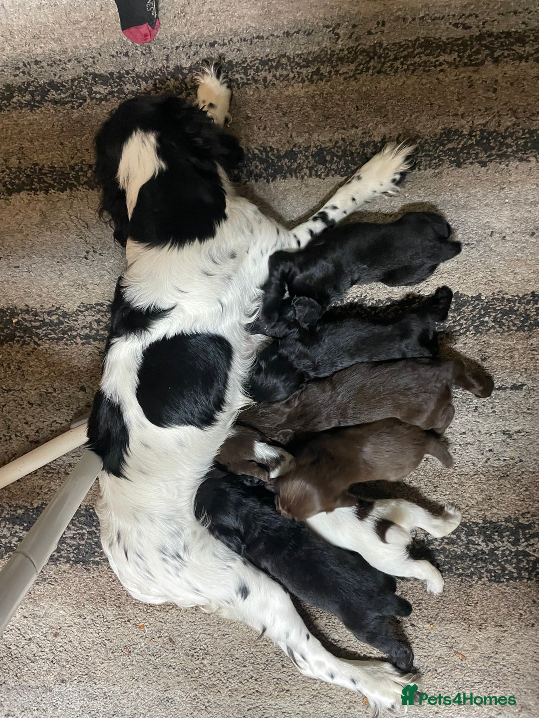 Cocker Spaniel dogs for sale: Working Cocker spaniel puppies for sale - Image 7